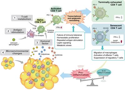 Drastic transformation of visceral adipose tissue and peripheral CD4 T cells in obesity